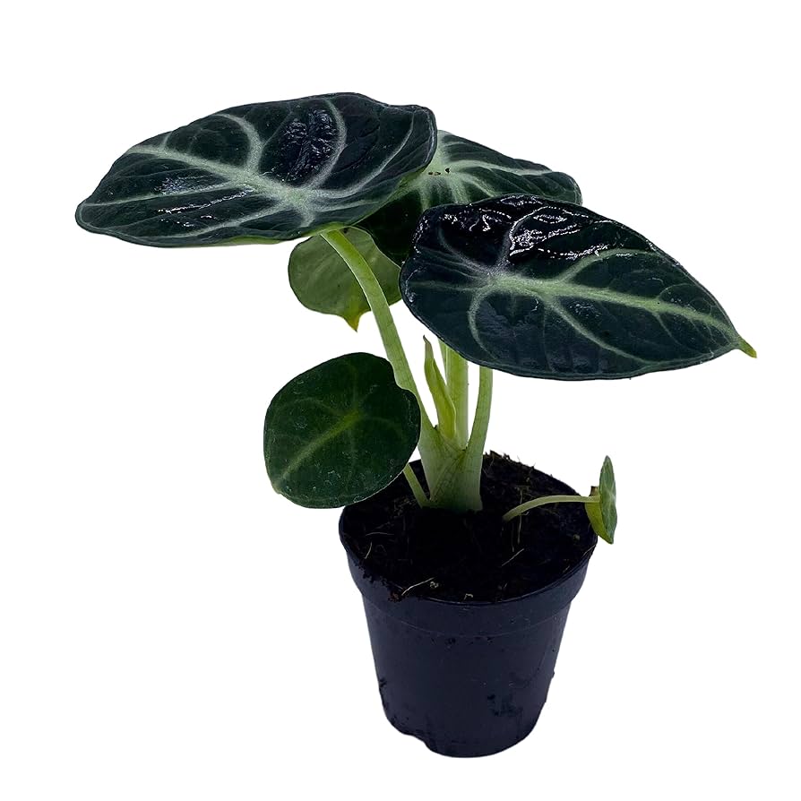 Amazon.com : BubbleBlooms Alocasia Ninja, Black Ninja, Black